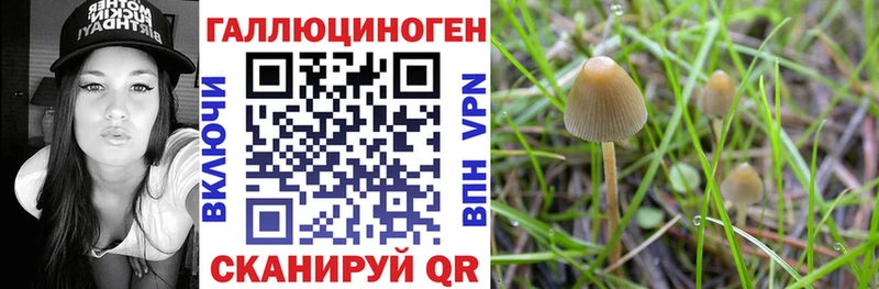 купить наркотик  Каменск-Шахтинский  Псилоцибиновые грибы мицелий 